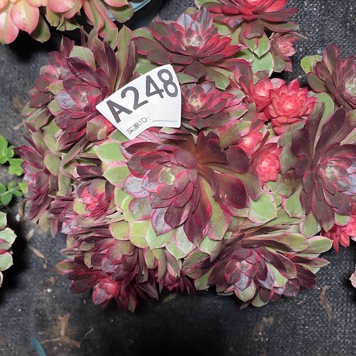 248黑膜锦法师3-3