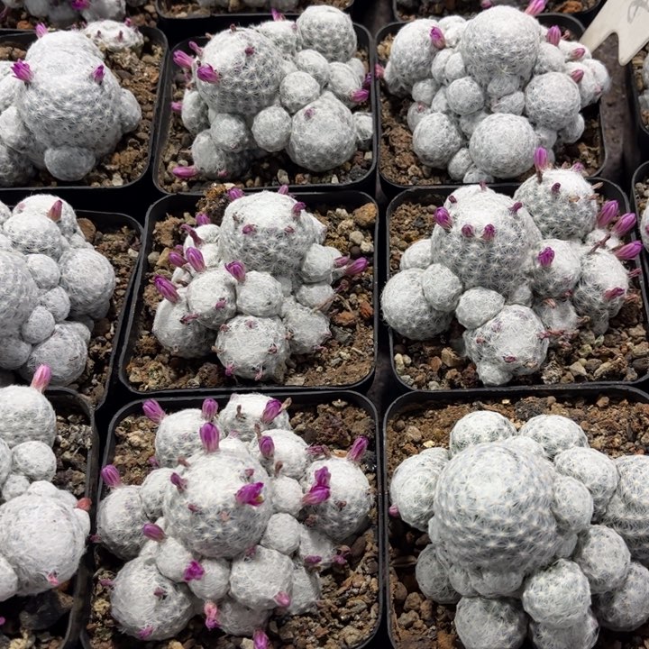 群生春星好养皮实好活
