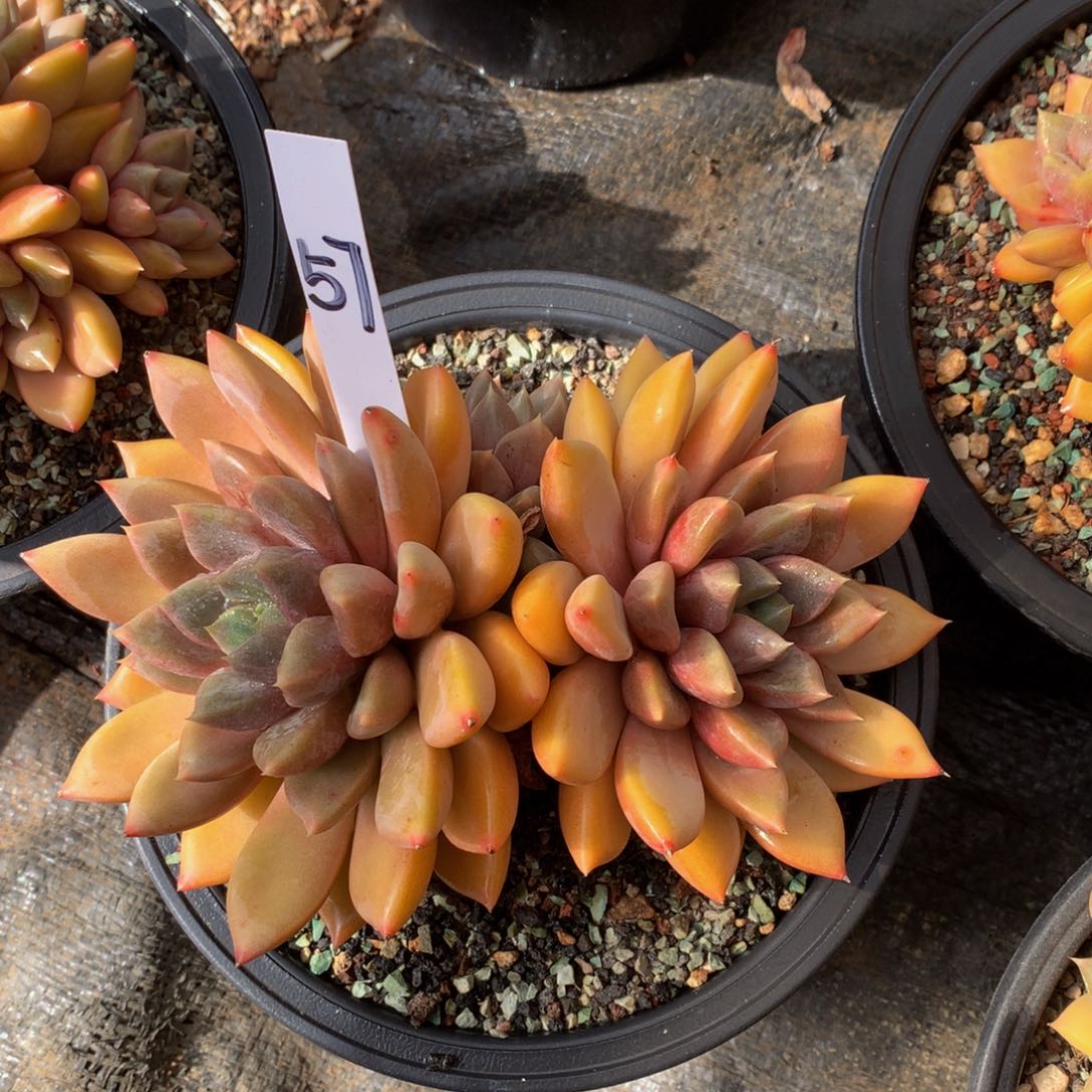 夏***岁红象牙772727272727272