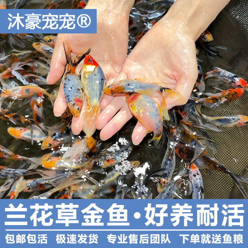 沐豪宠宠【运营推荐】兰花草冷水好养大尾巴观赏鱼冷水观赏鱼
