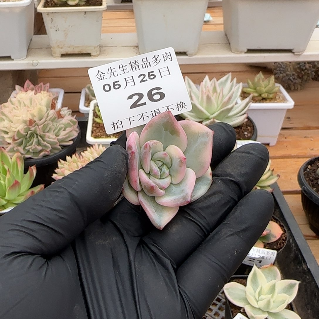 0525-26伊丽莎白锦头盖