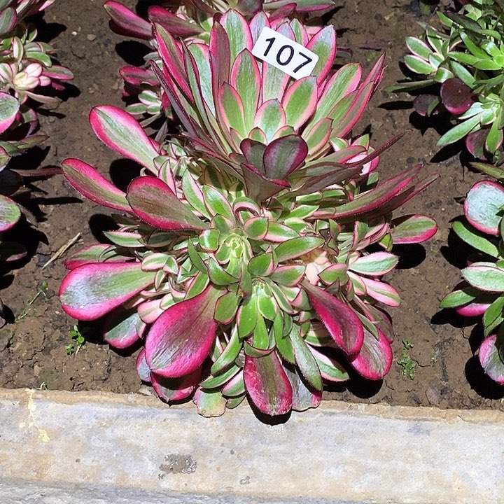 多肉植物法师107香奈
