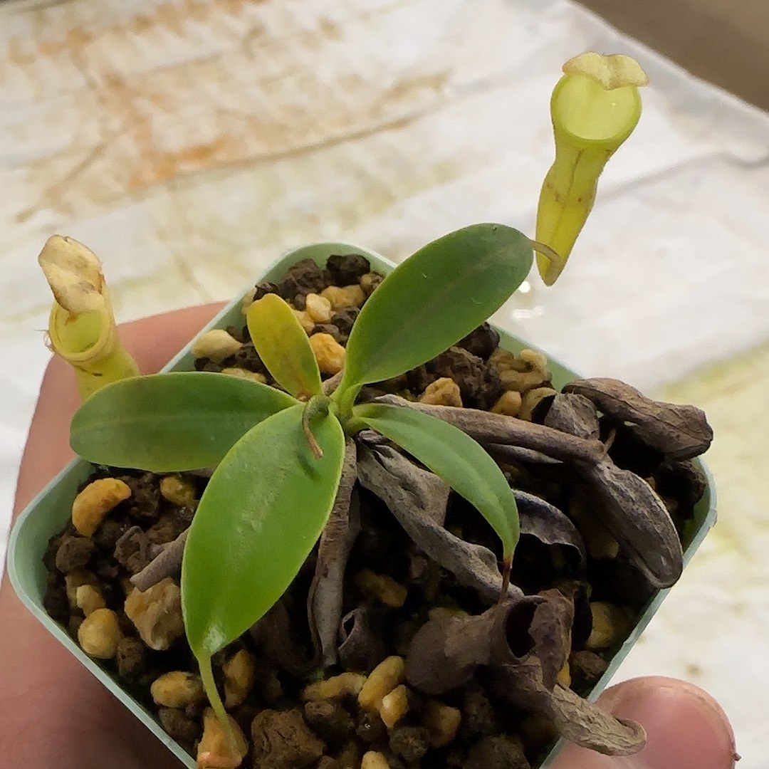 米***）无花朵专拍风铃猪笼草