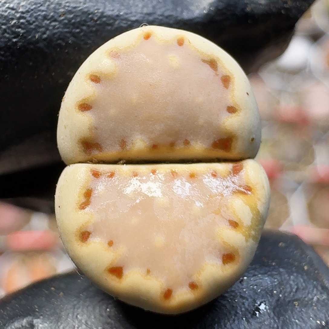 生石花11111。  202