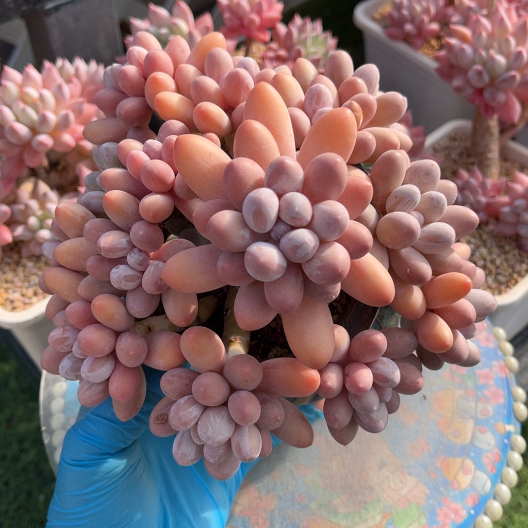 汤圆老桩一物一拍