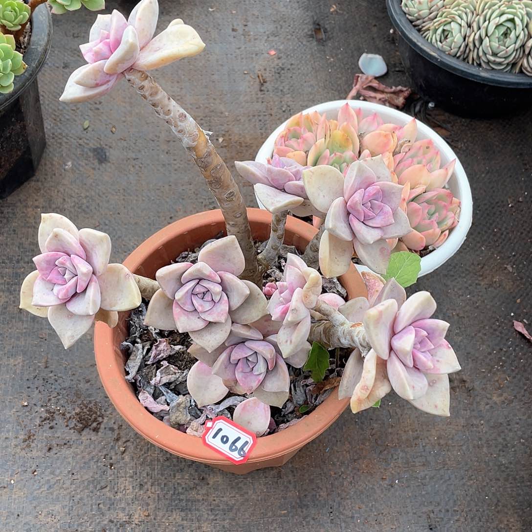 1066紫乐一物一拍多肉