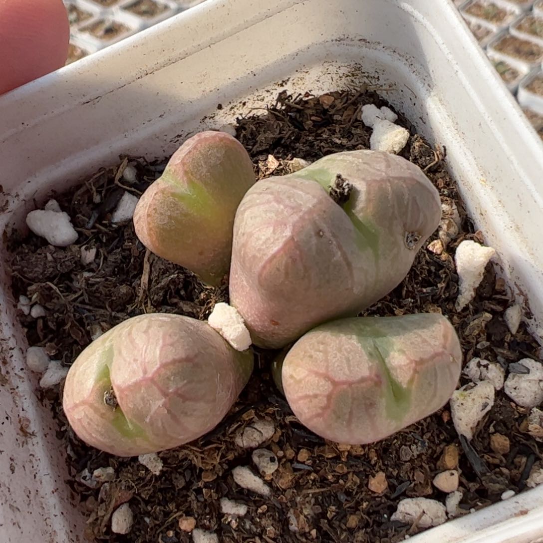 028多肉植物百科