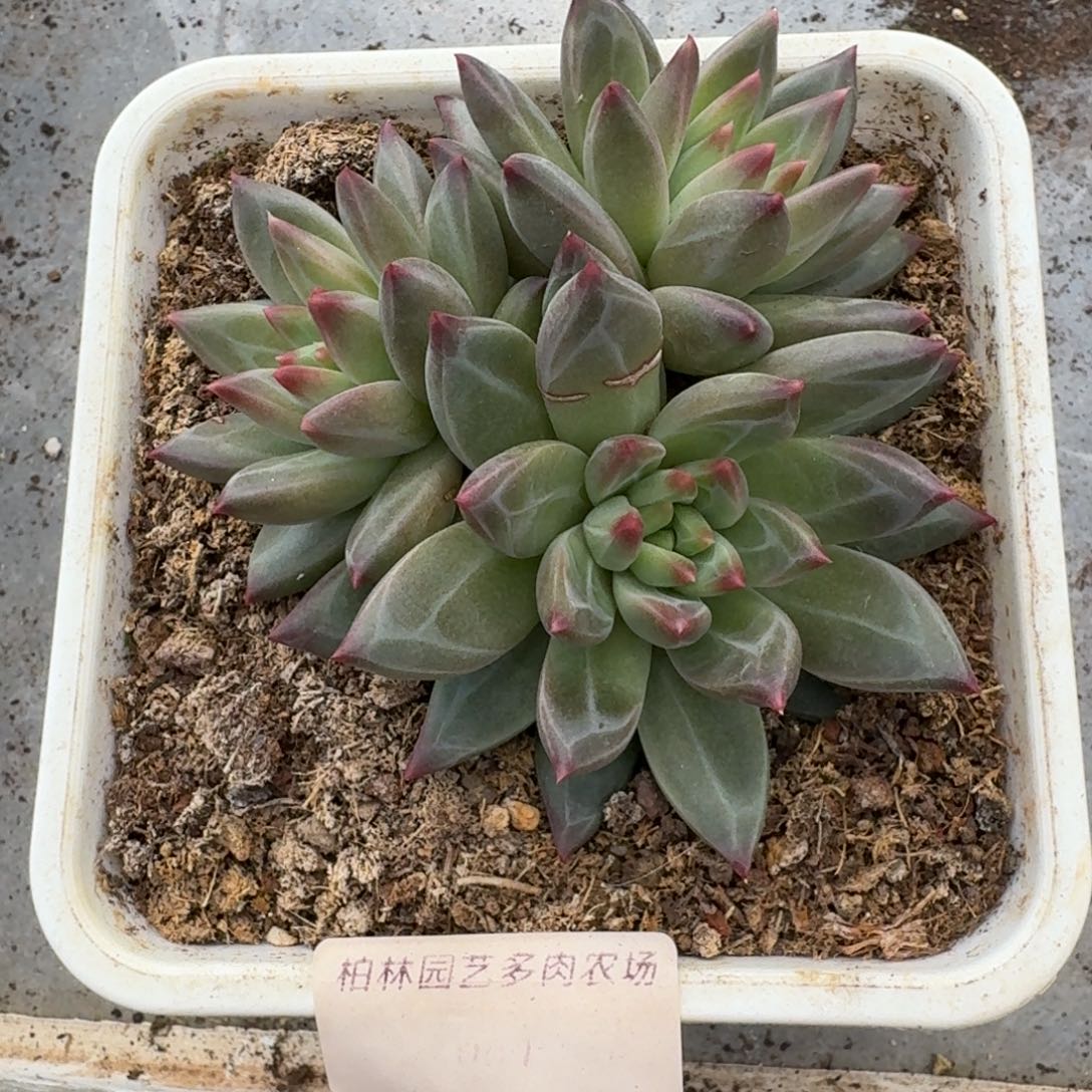 061 美人杂交 一物一拍