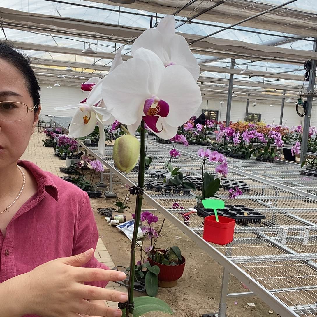 完全开放白花红心1棵