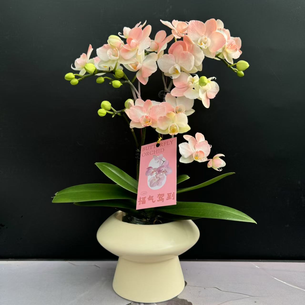  蝴蝶兰 《小蜜桃》 特殊工艺 粉色系爆款 好养带花带花苞