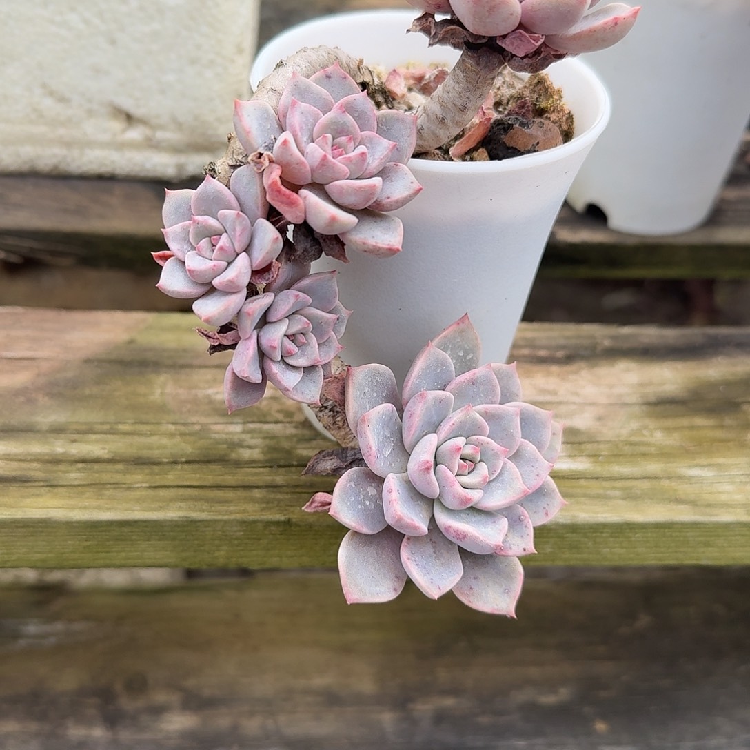 可****红粉佳人多肉植物一颗