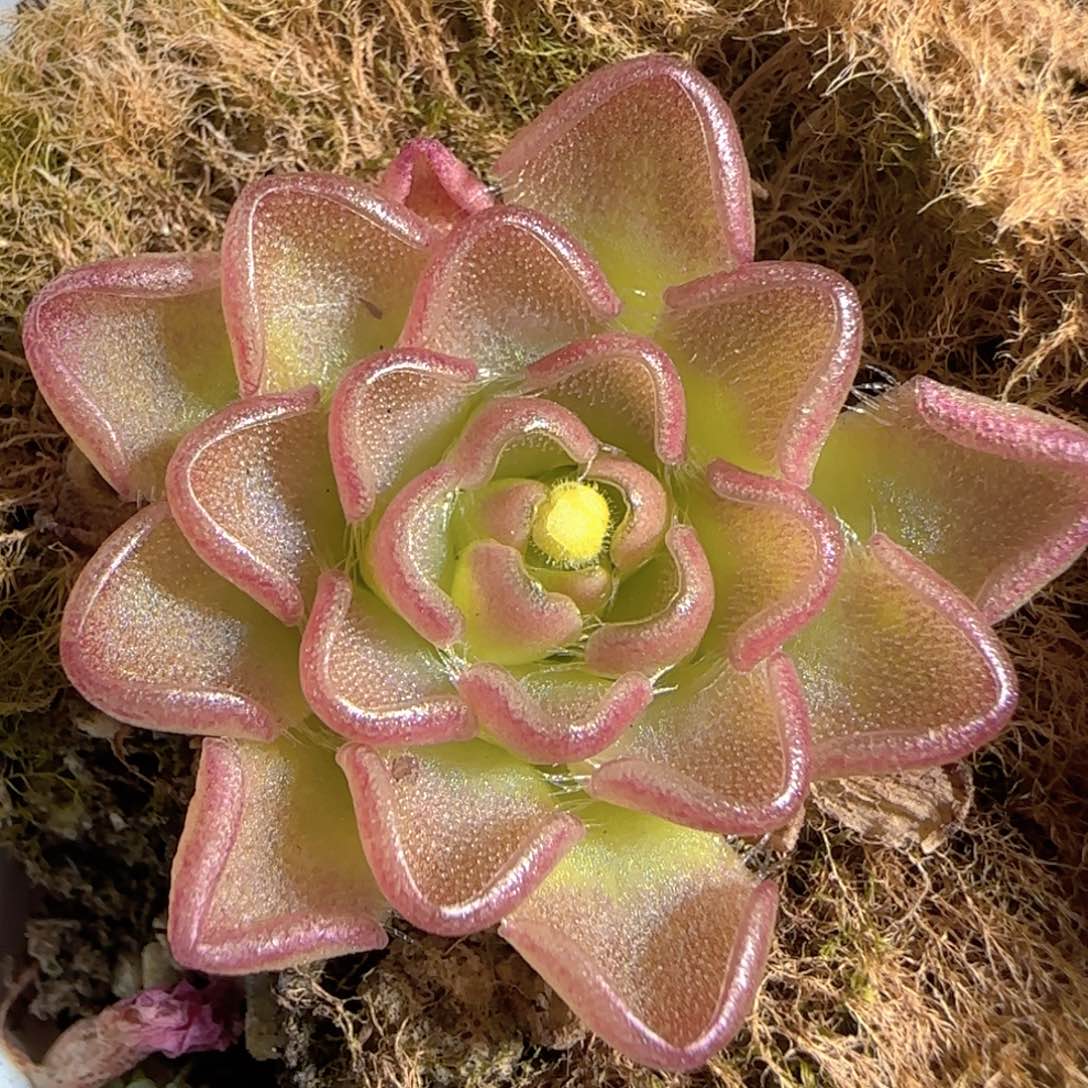 多肉1224-31近藤捕虫堇