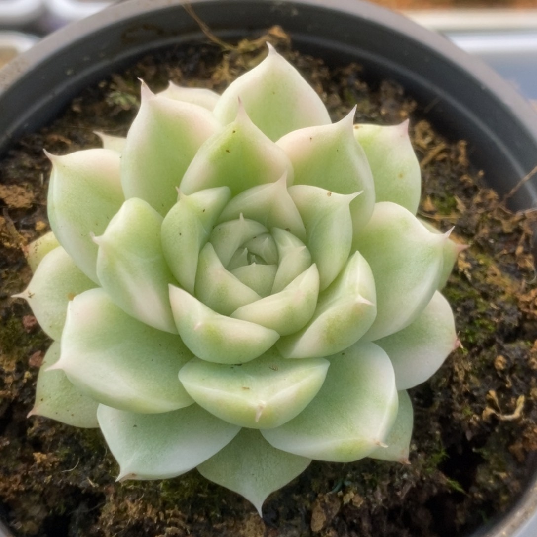 042白瓷麦秆锦锦锦锦锦锦