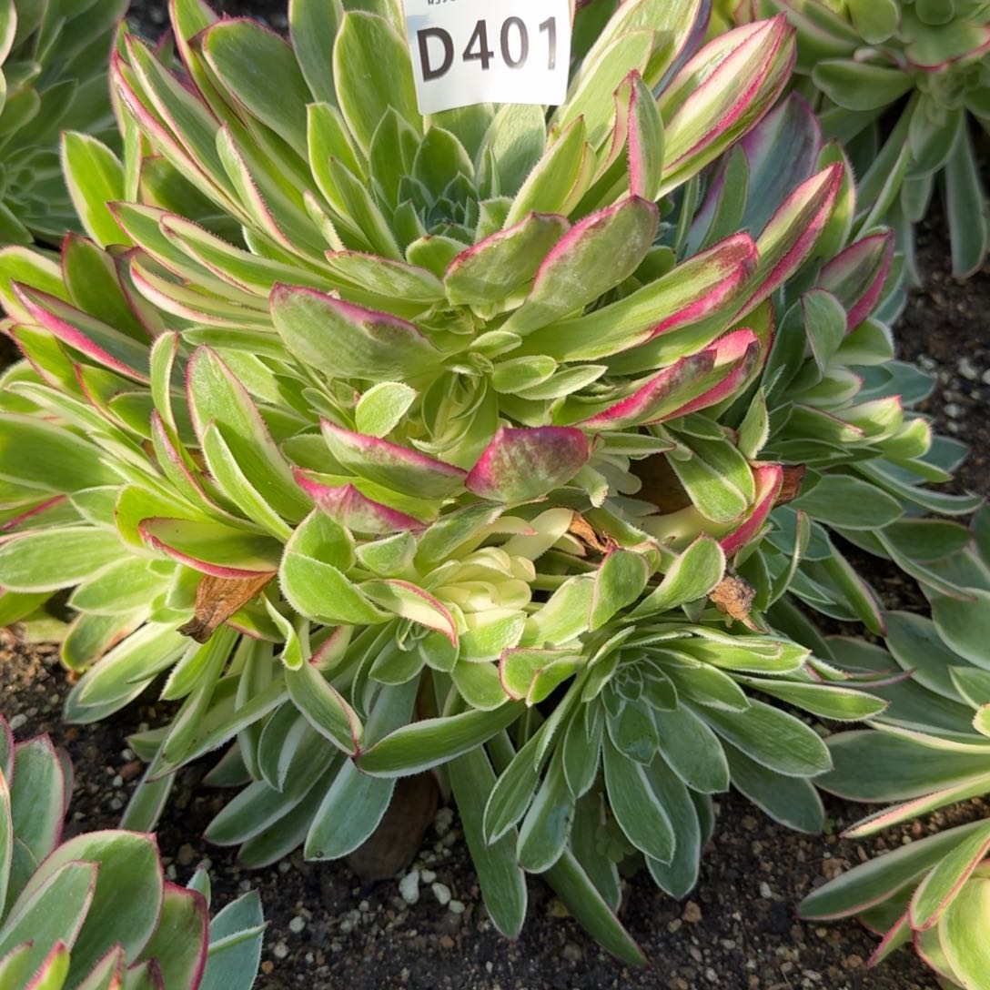 401海王多肉植物