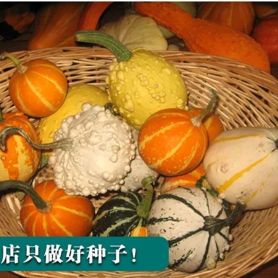 【玩具南瓜种子】趣味种植有趣玩偶特色观赏南瓜籽阳台蔬菜种子