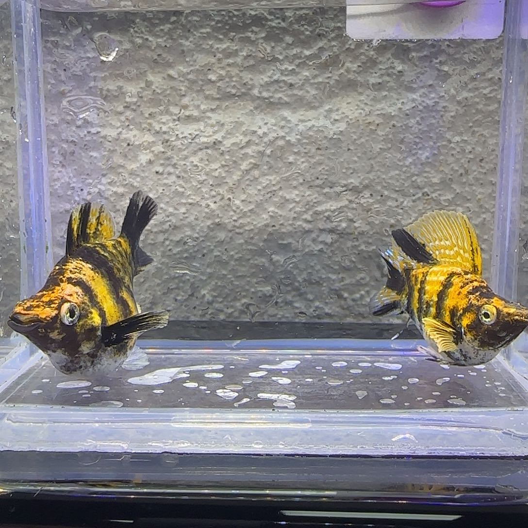 孔雀鱼大老虎。97号