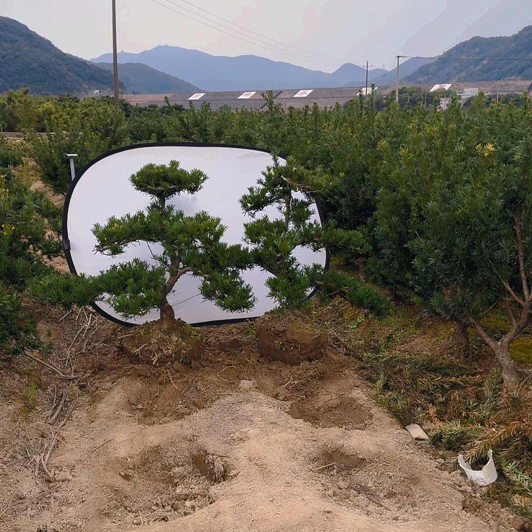 罗汉松盆景艺术封**罗