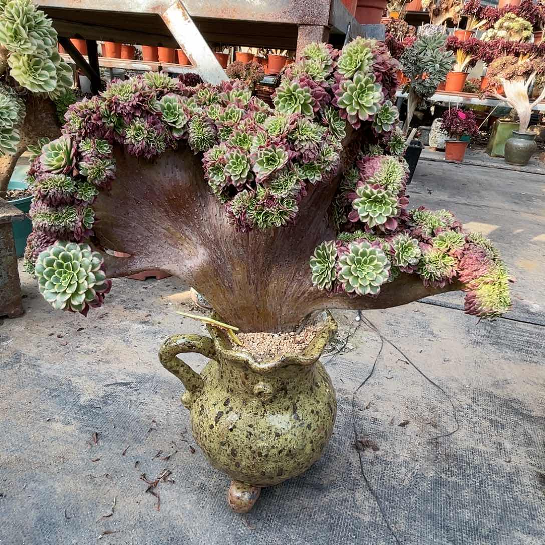 【闪购商品】无花朵A***a朝霞