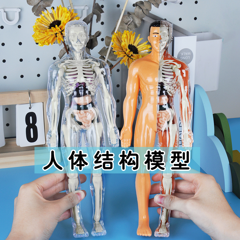 人体结构器官模型骨骼可拆卸拼装3d骨架内脏医学生物解剖立体玩具商品图