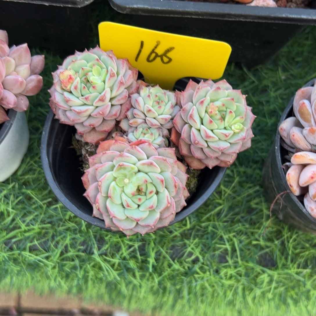 熊猫脸多肉植物群生