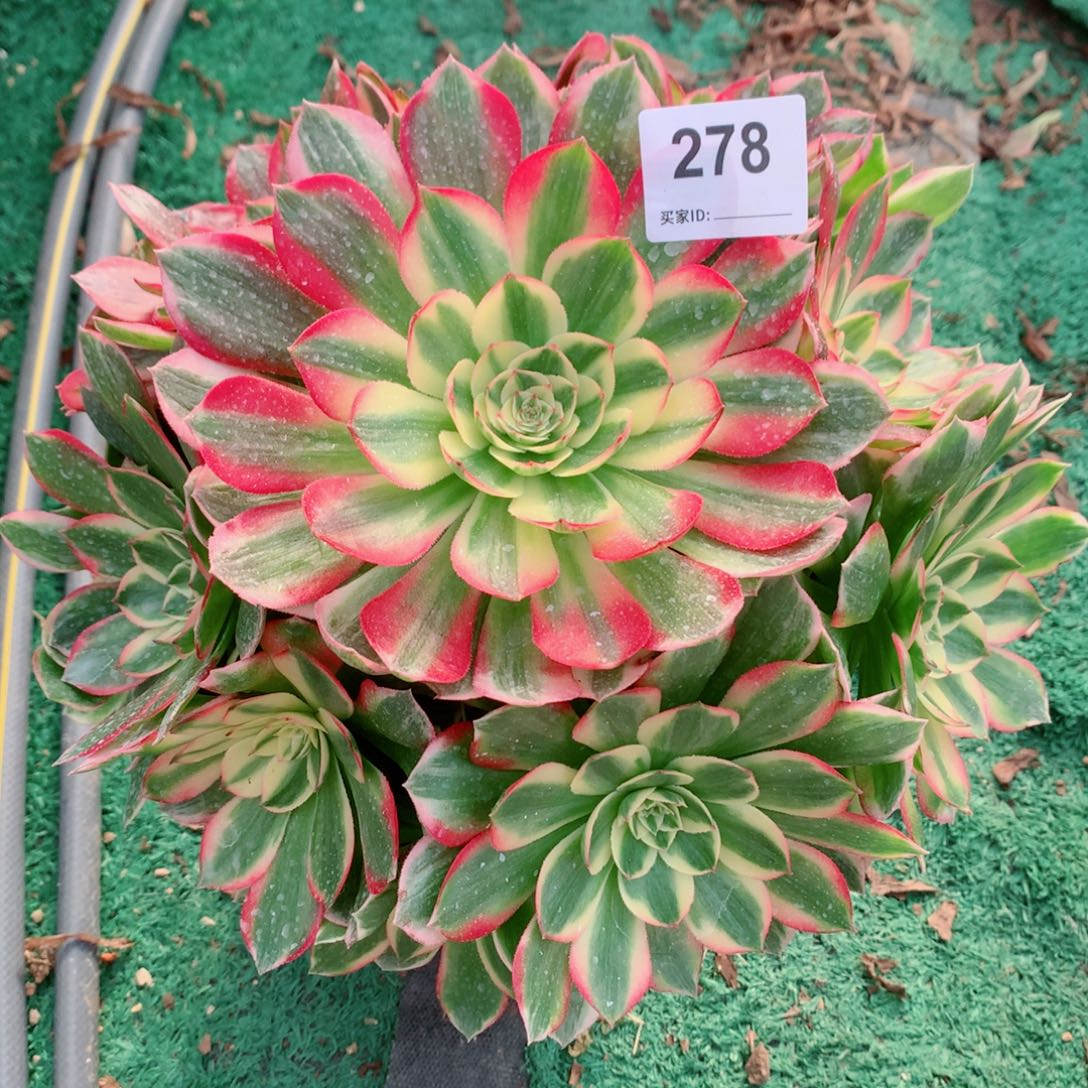 278嗨仙法师多肉植物
