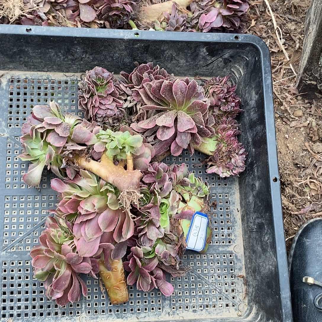 砍头组合扬州20块钱