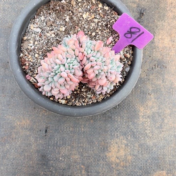 多肉植物9.9包邮