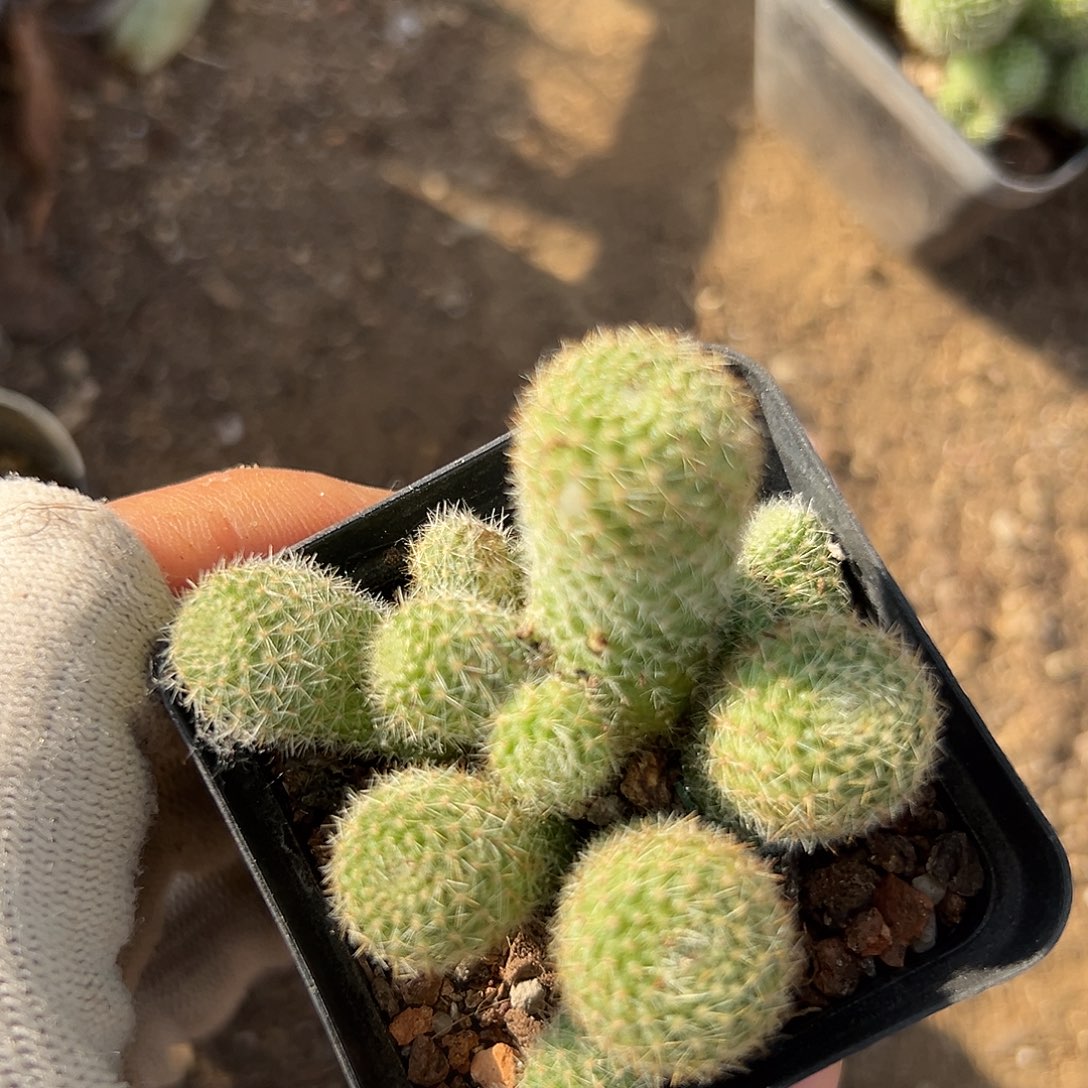 富咯摸摸摸我哟呃呃呃呃