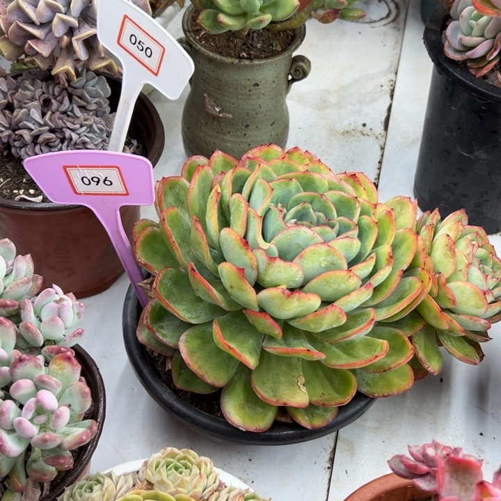 ღ****晨露多肉植物096