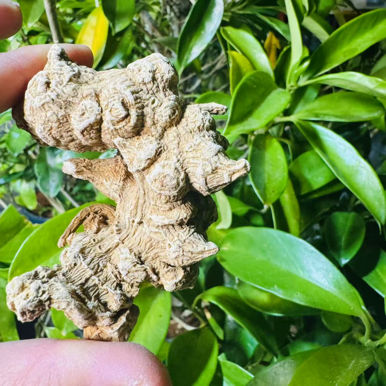 2【天-王-参】净含量100g-1000g【阿虎现收】