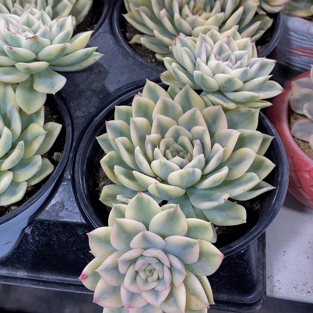 量拍25号 飘枝月亮仙子锦群一个