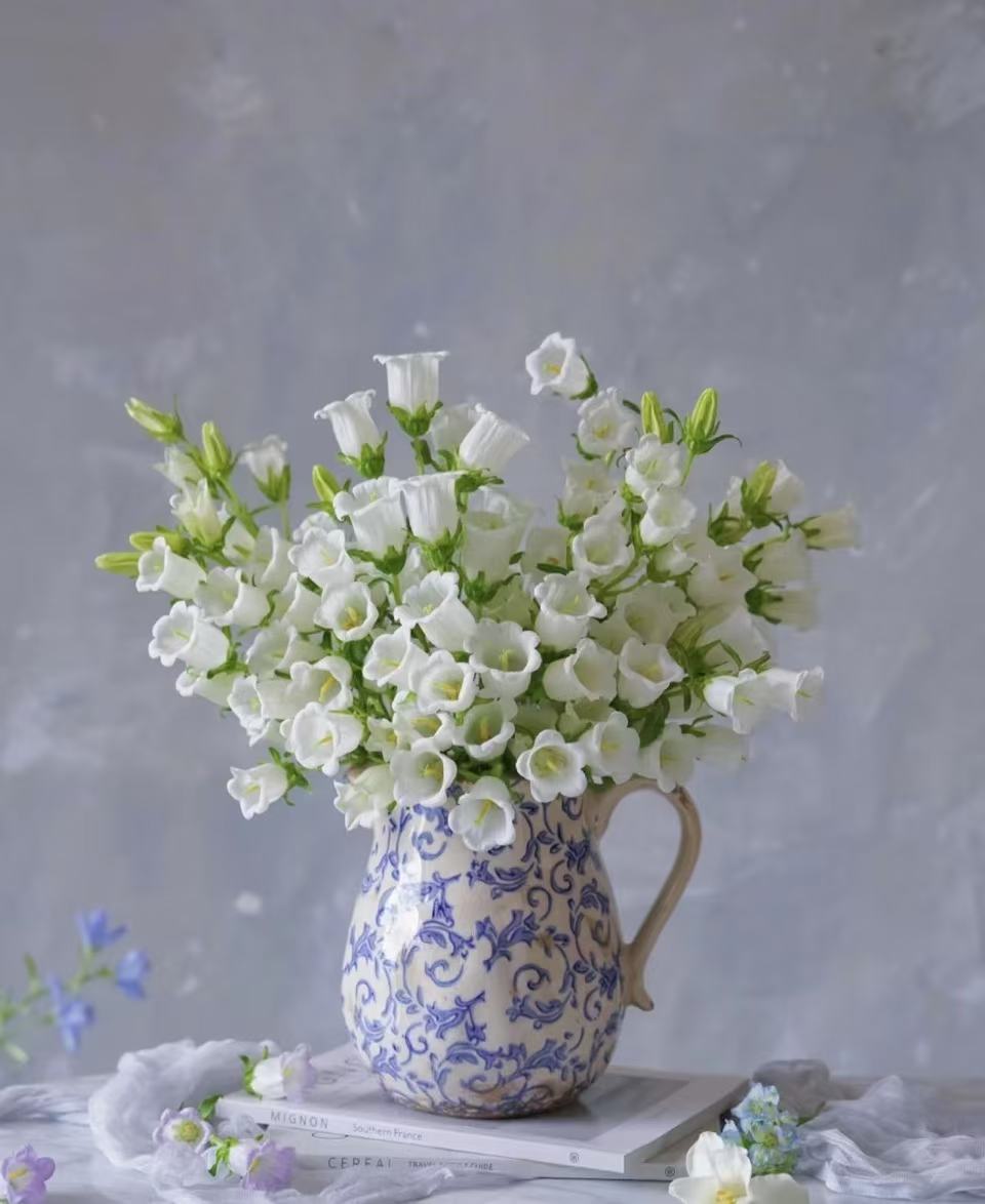 白色风铃花---我在等风 也在等你