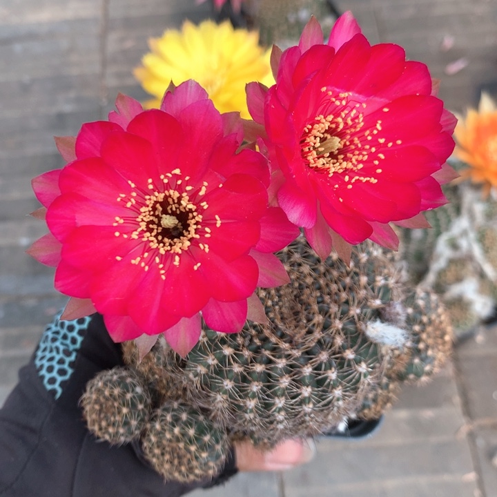 325 自根7厘米盆 丽花球满20包邮