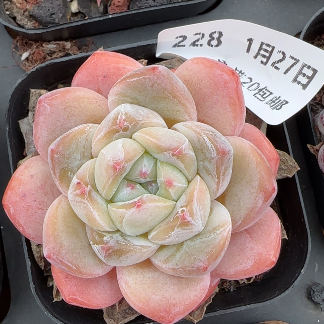 花语逸镜0127-228