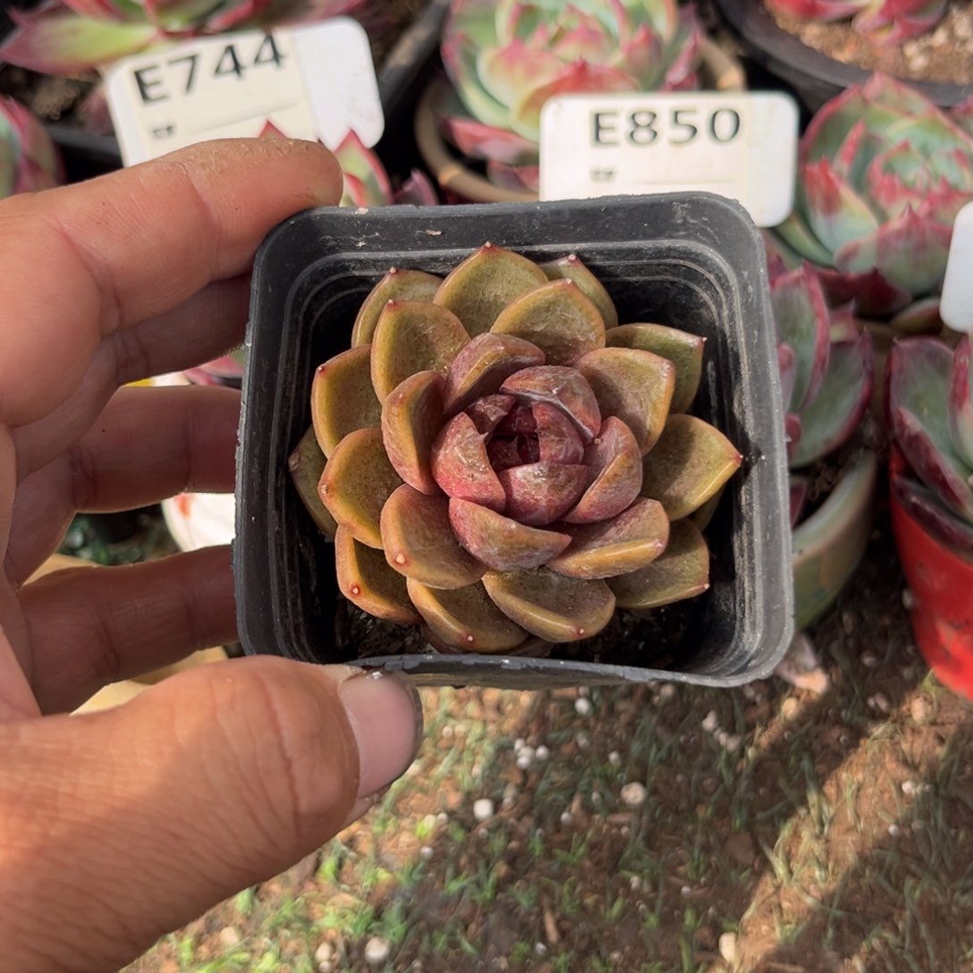 紫水晶多肉植物精华