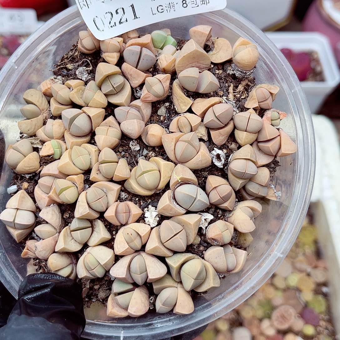 生石花满18包邮21-136