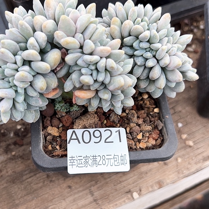 幸运的是我的朋友们一起