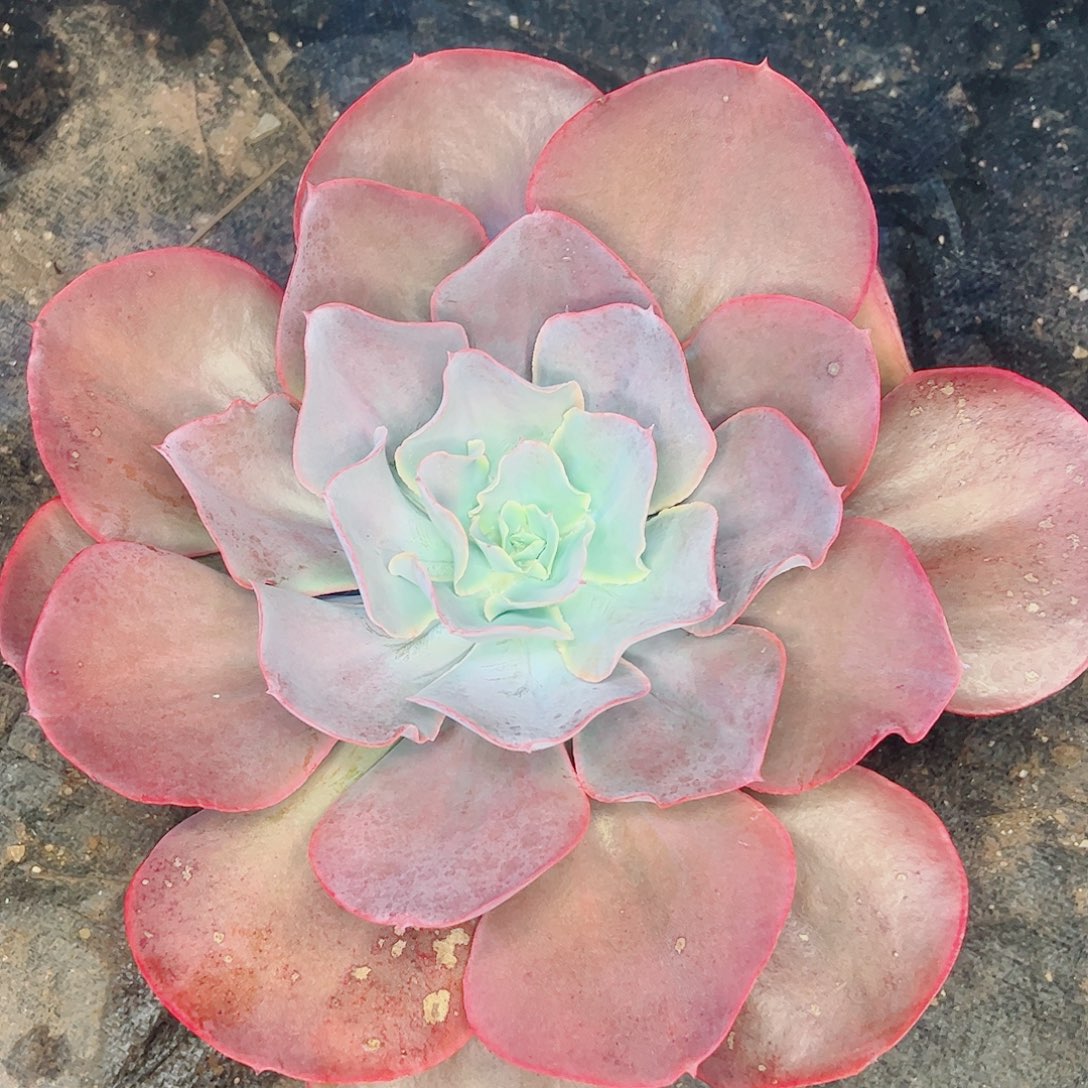 天空之城，一物一拍