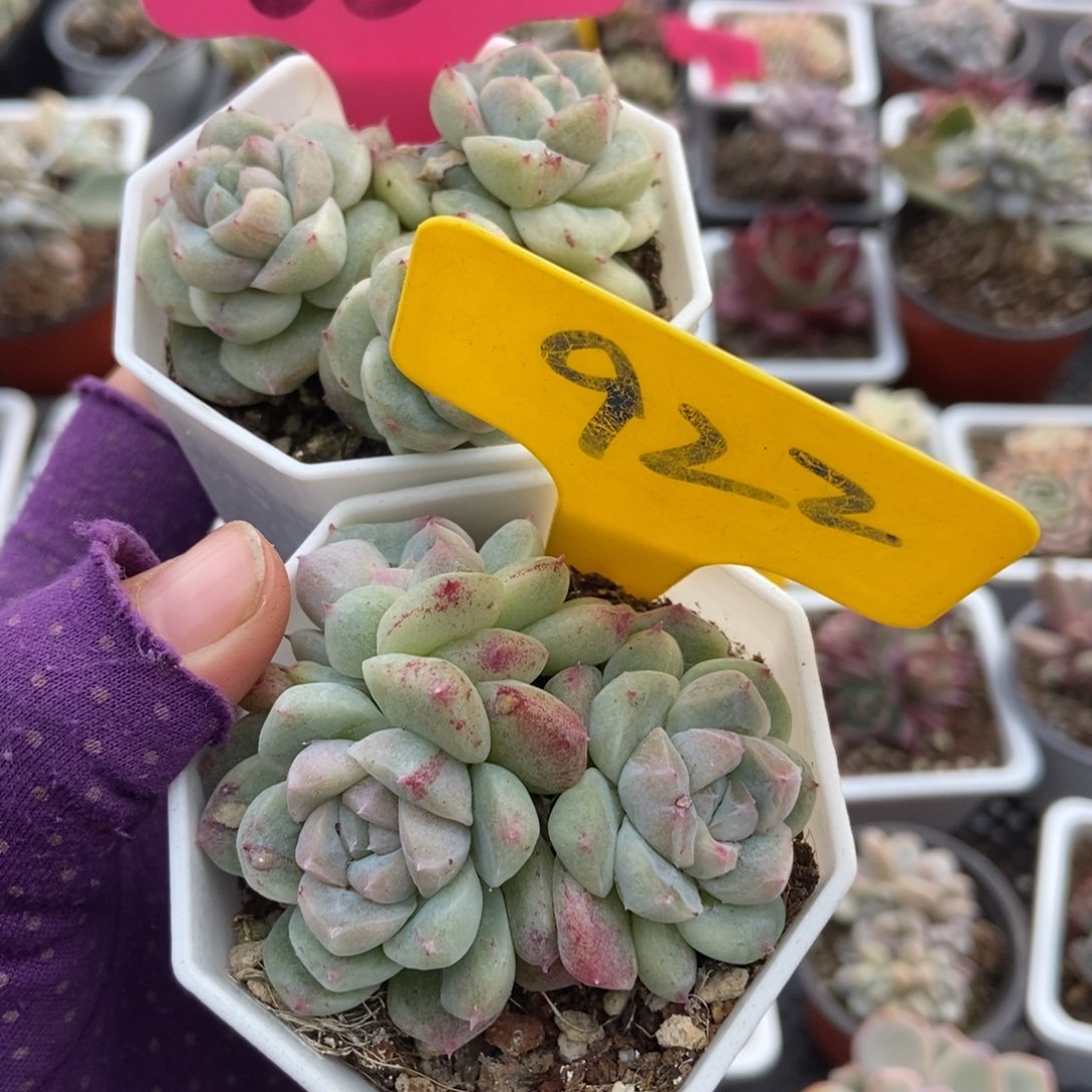 S****65 922石化如梦令多肉植物