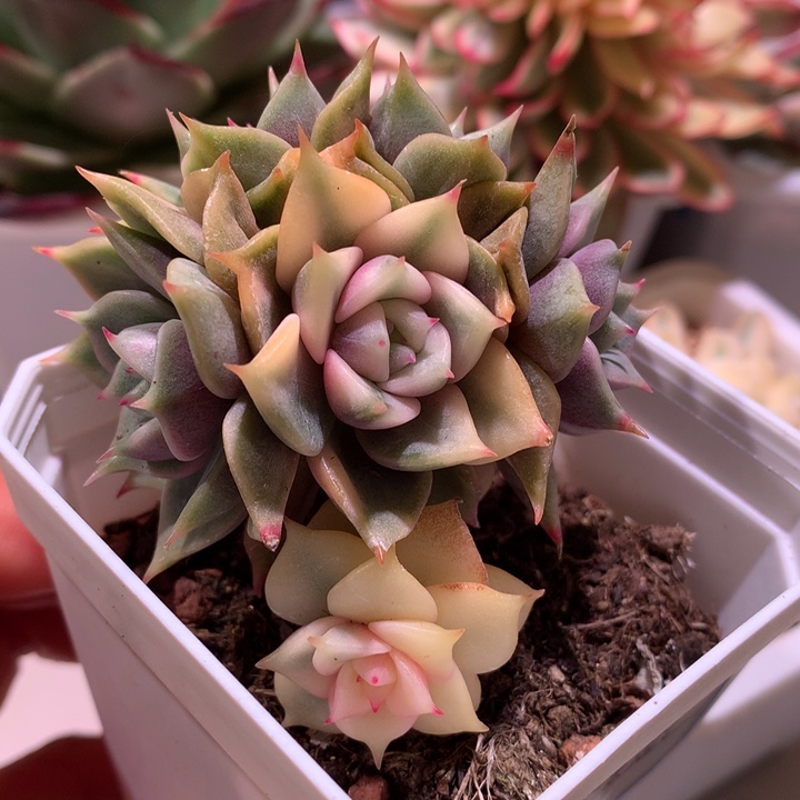 贝加尔湖全锦侧芽