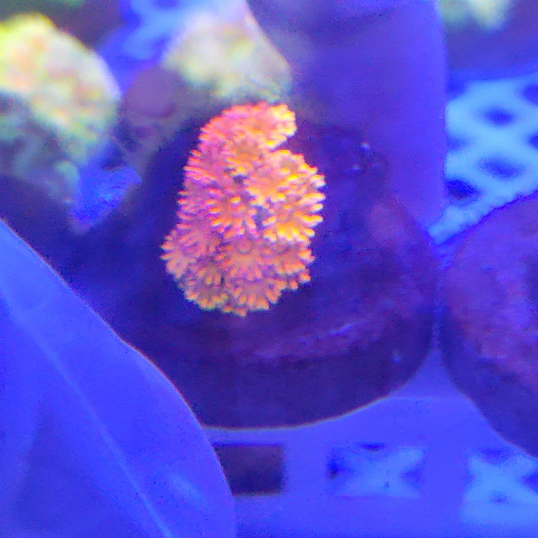 智海珊瑚不支持退货不包邮接受再下单