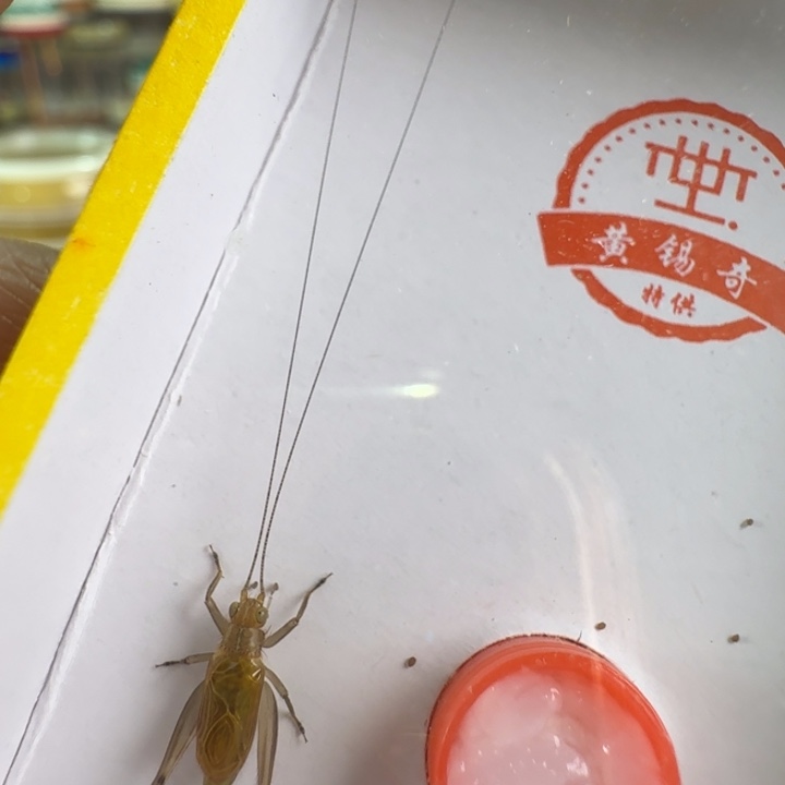 漂亮乌金大个一只合适