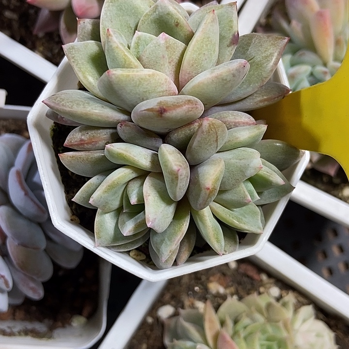 宝***宝多肉植物德国香槟群635
