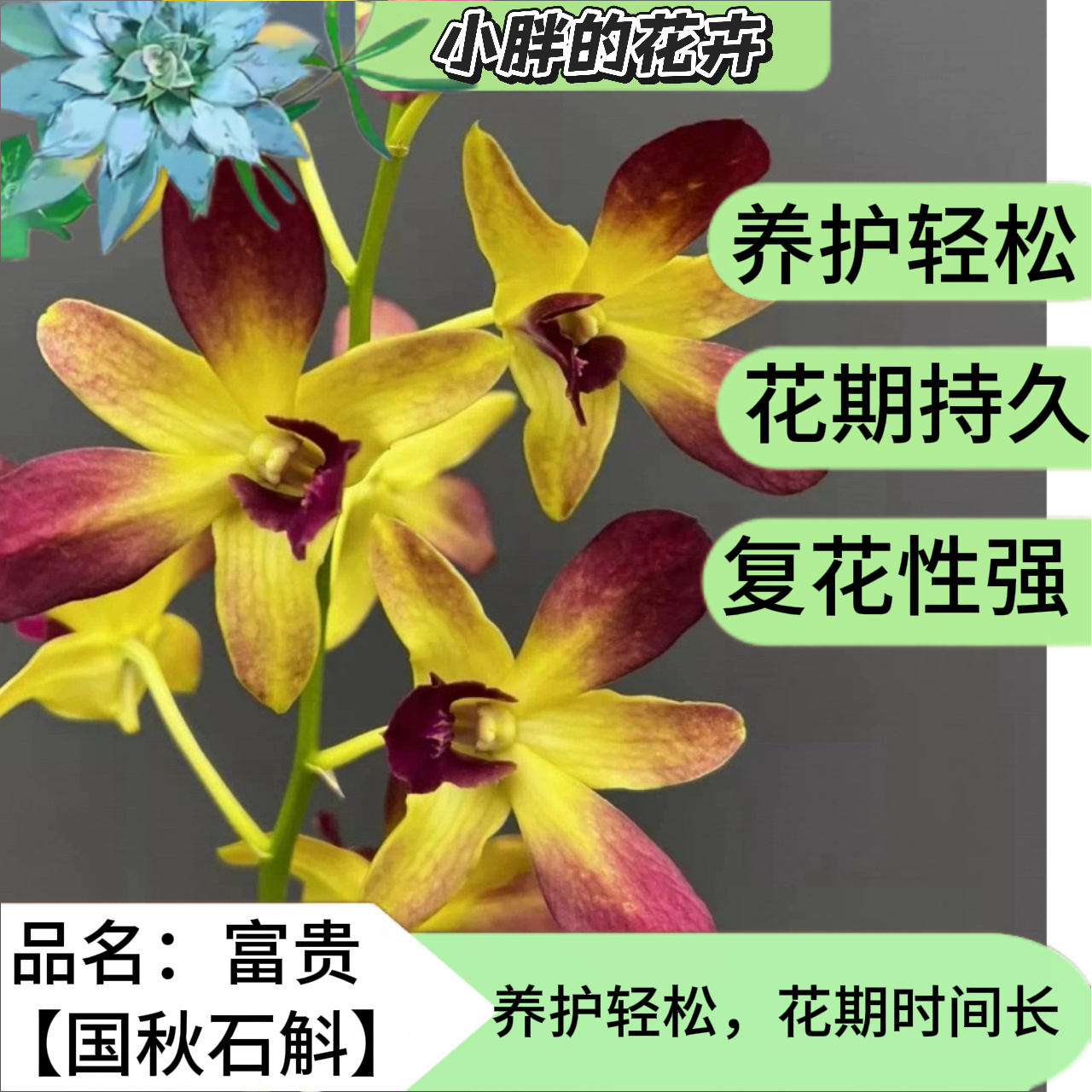 【小胖】《富贵》-冻伤不售后