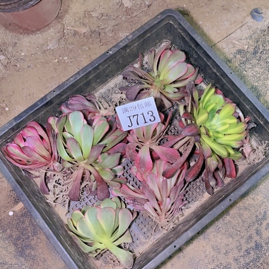 713    10颗小苗多肉植物