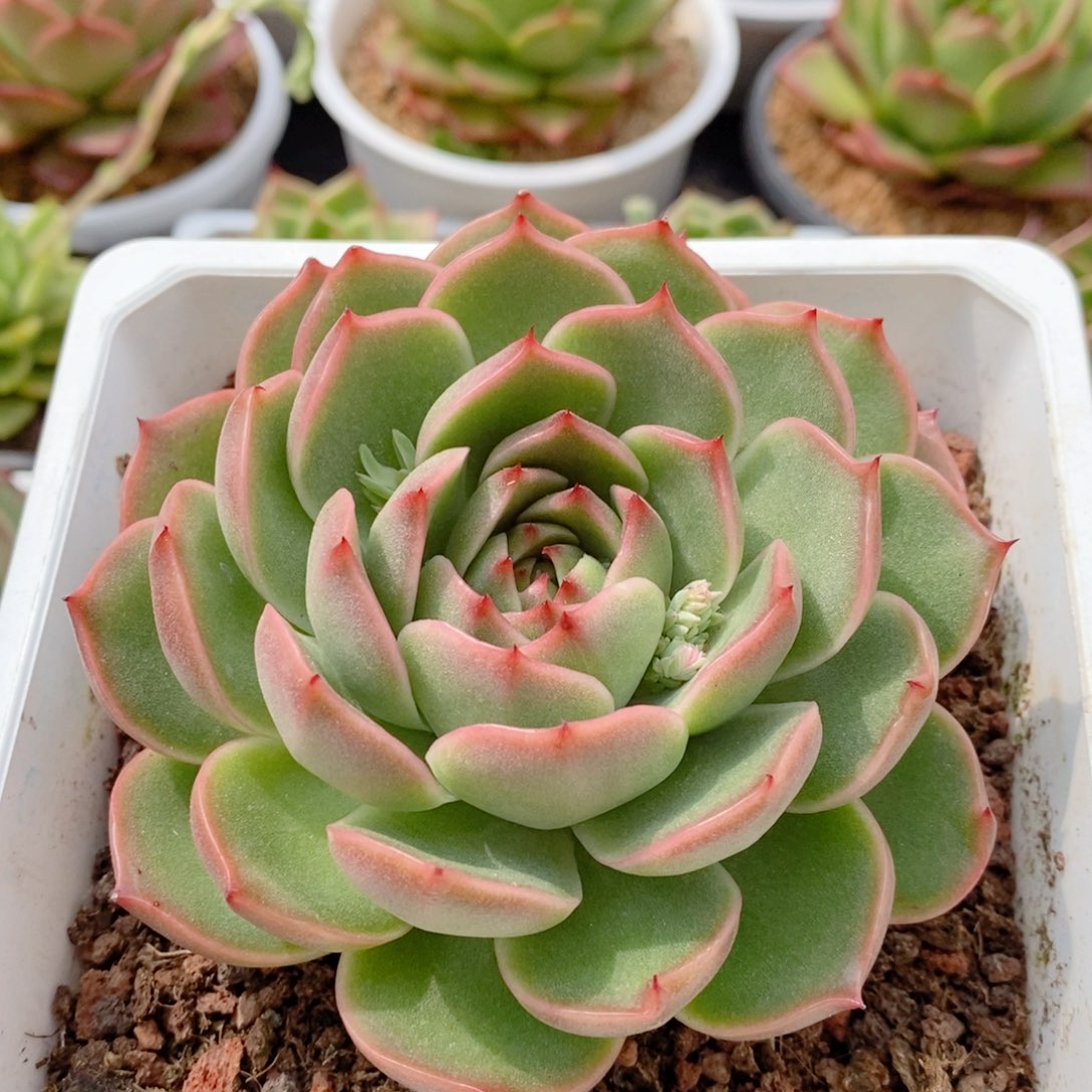 新品219 号东云系多肉植物