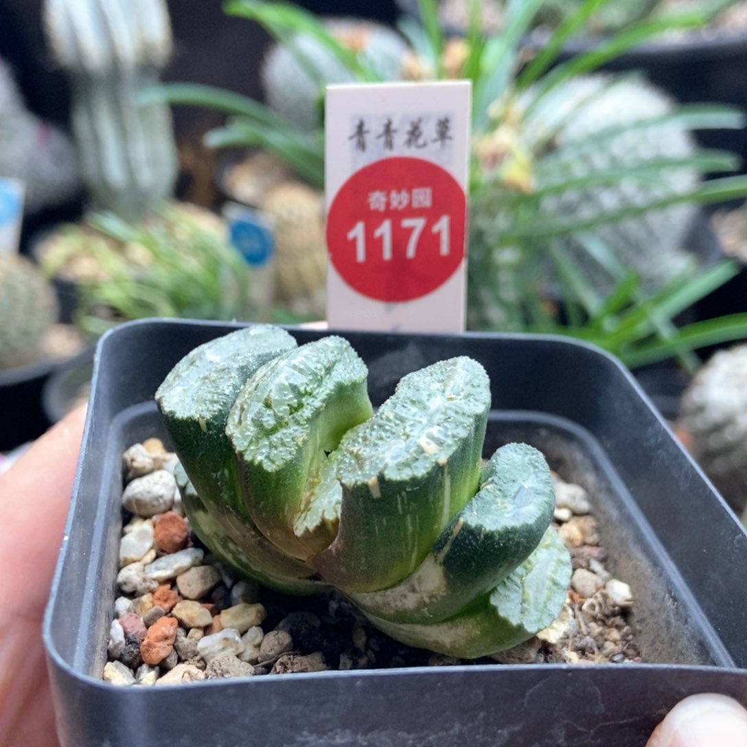 拉丝玉扇锦一颗仙人球