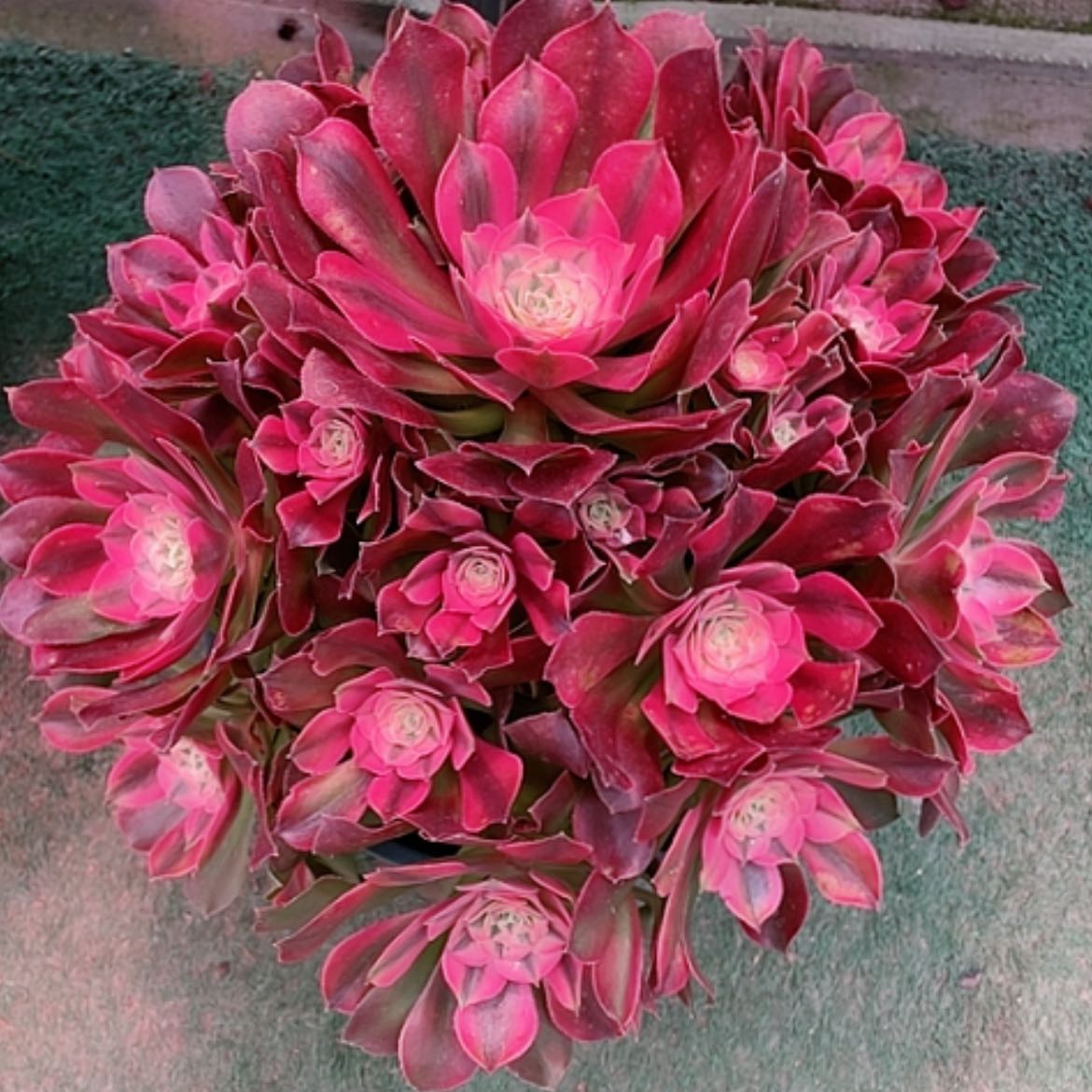 【闪购商品】法师好看也好养香妃