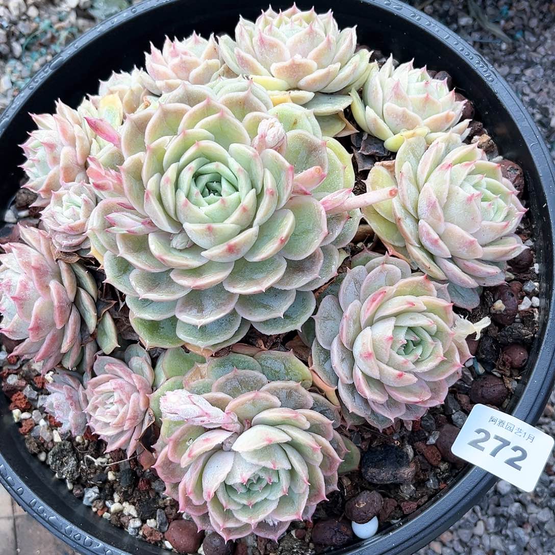 阿雅园艺。      272