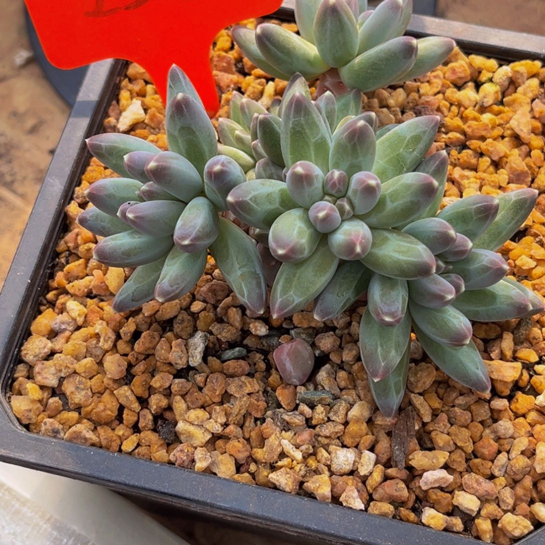 2340号上午多肉植物群生多肉